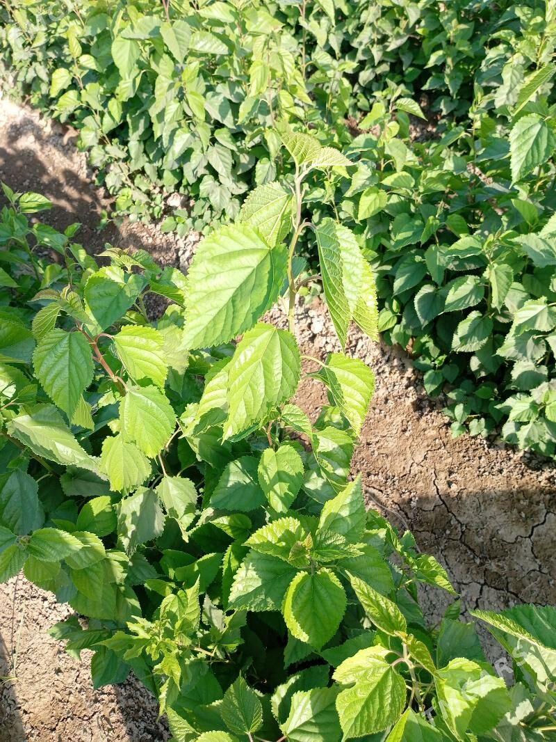 yerli tut - Mary - img 3