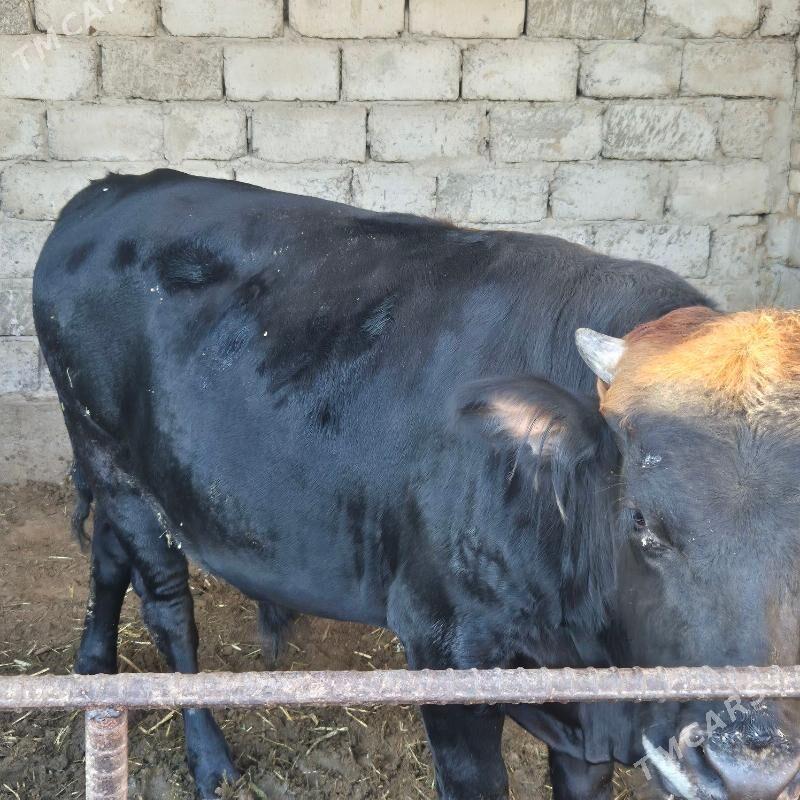 okuz - Ak bugdaý etraby - img 4