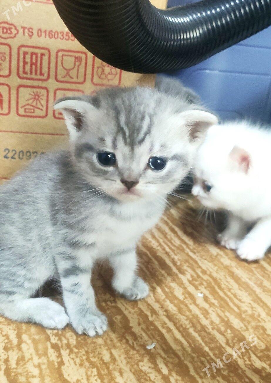 Британские котята - Туркменабат - img 3