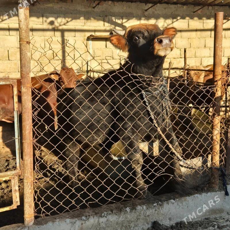 okuz - Ak bugdaý etraby - img 3