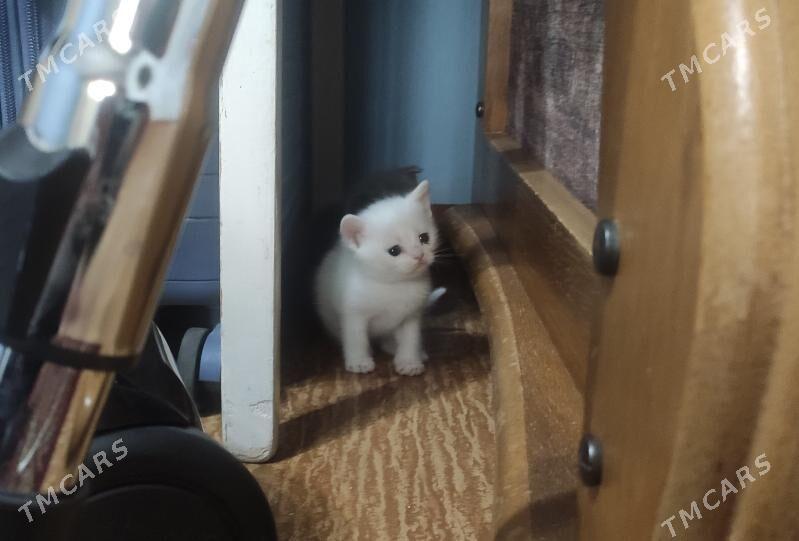 Британские котята - Туркменабат - img 2