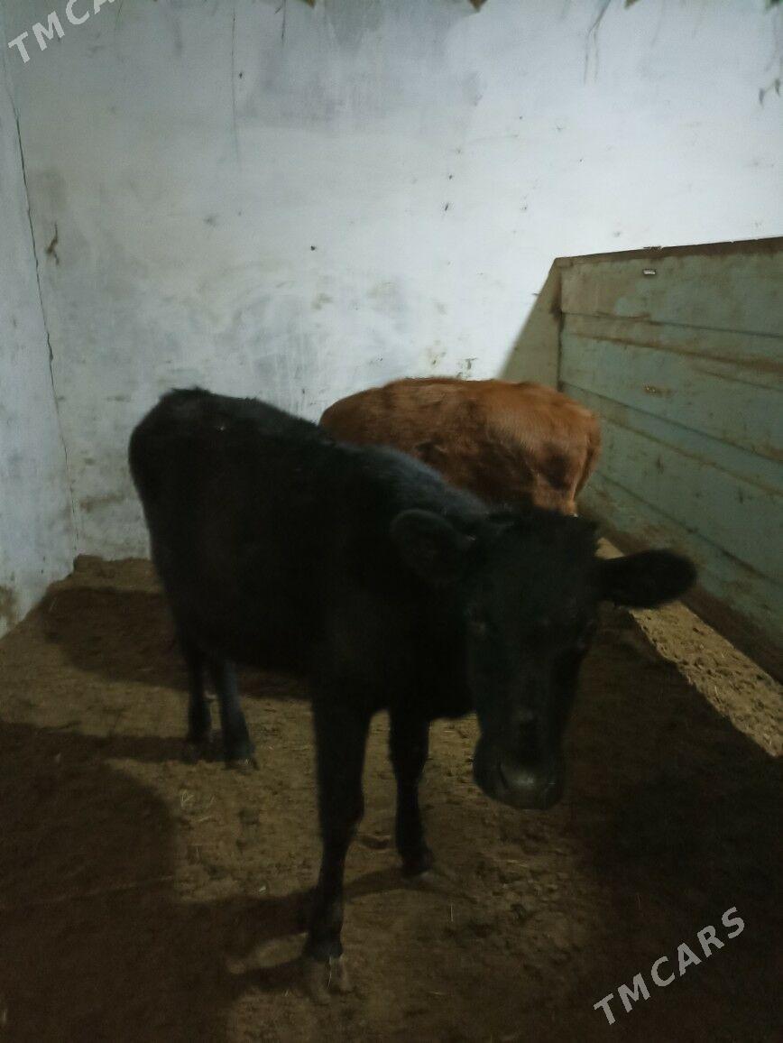 Satlyk Gulajyn Göle - Mary - img 1