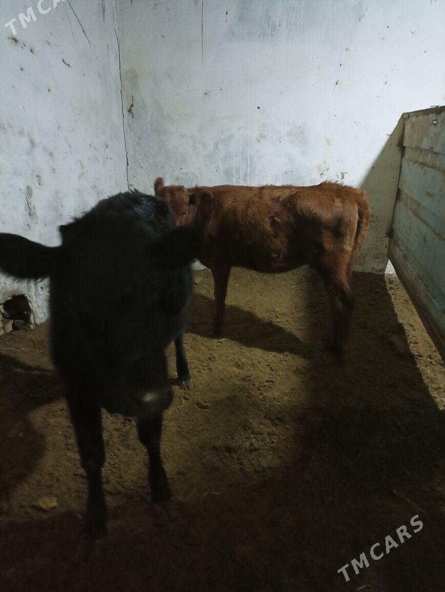 Satlyk Gulajyn Göle - Mary - img 2