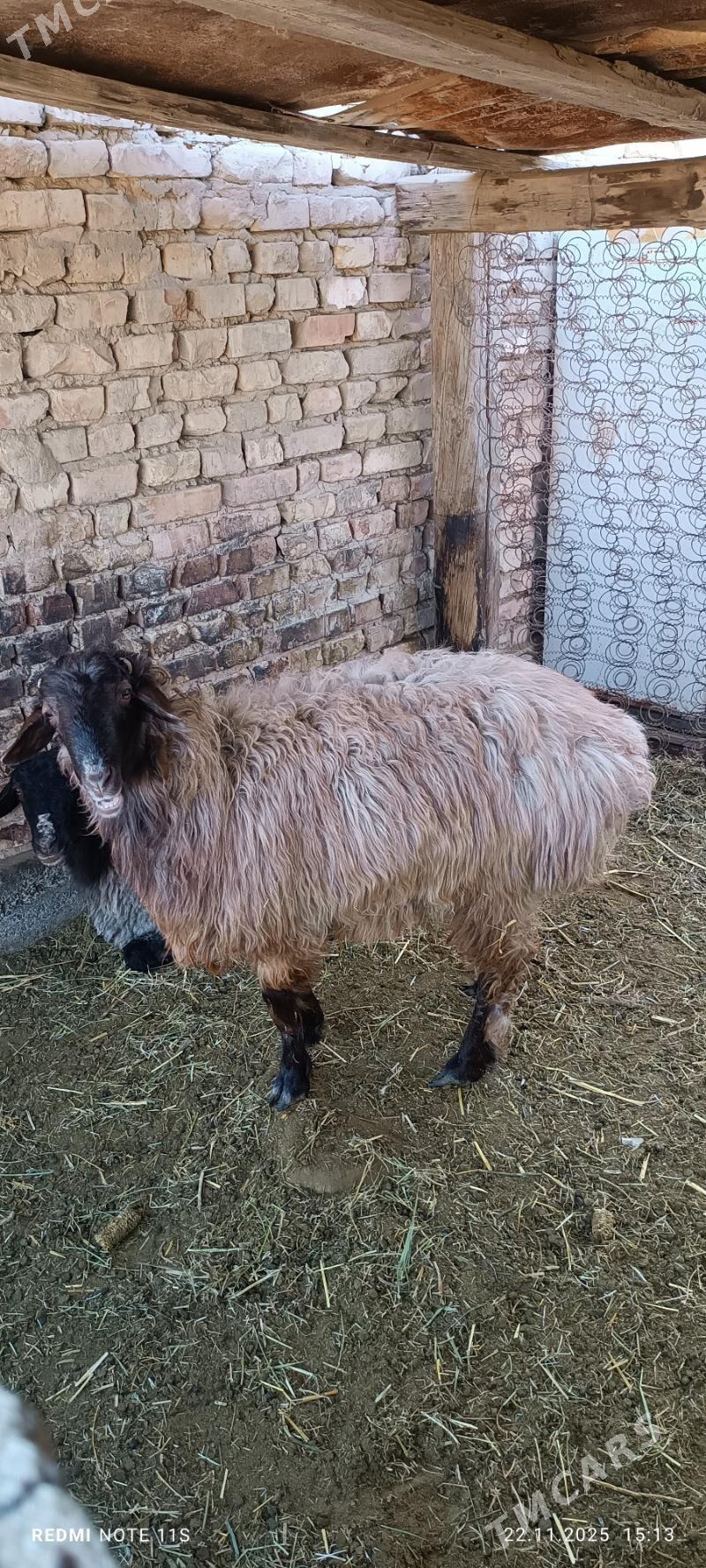 Goyun tokly - Änew - img 2