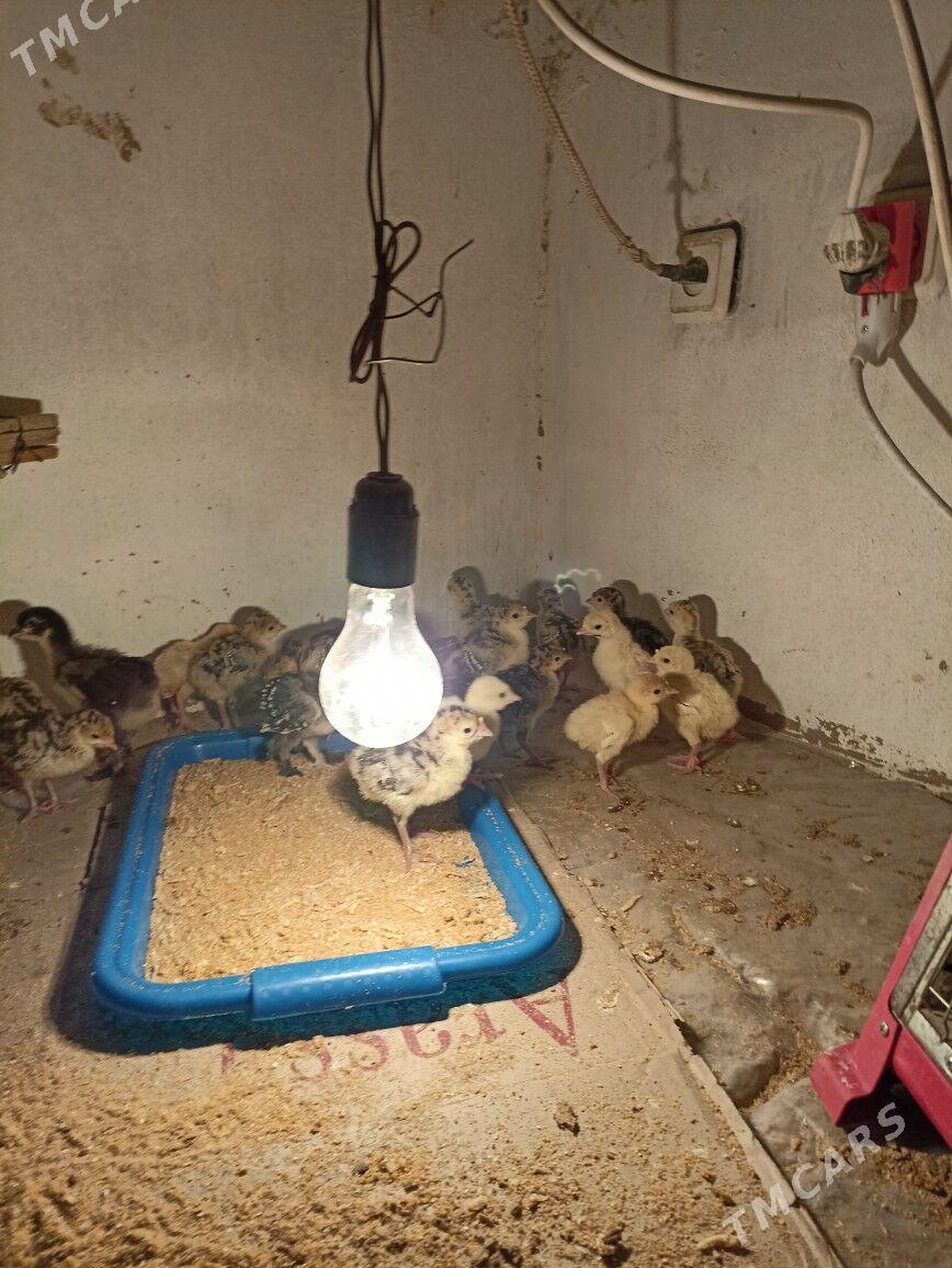 induk jüýje - Mary - img 3