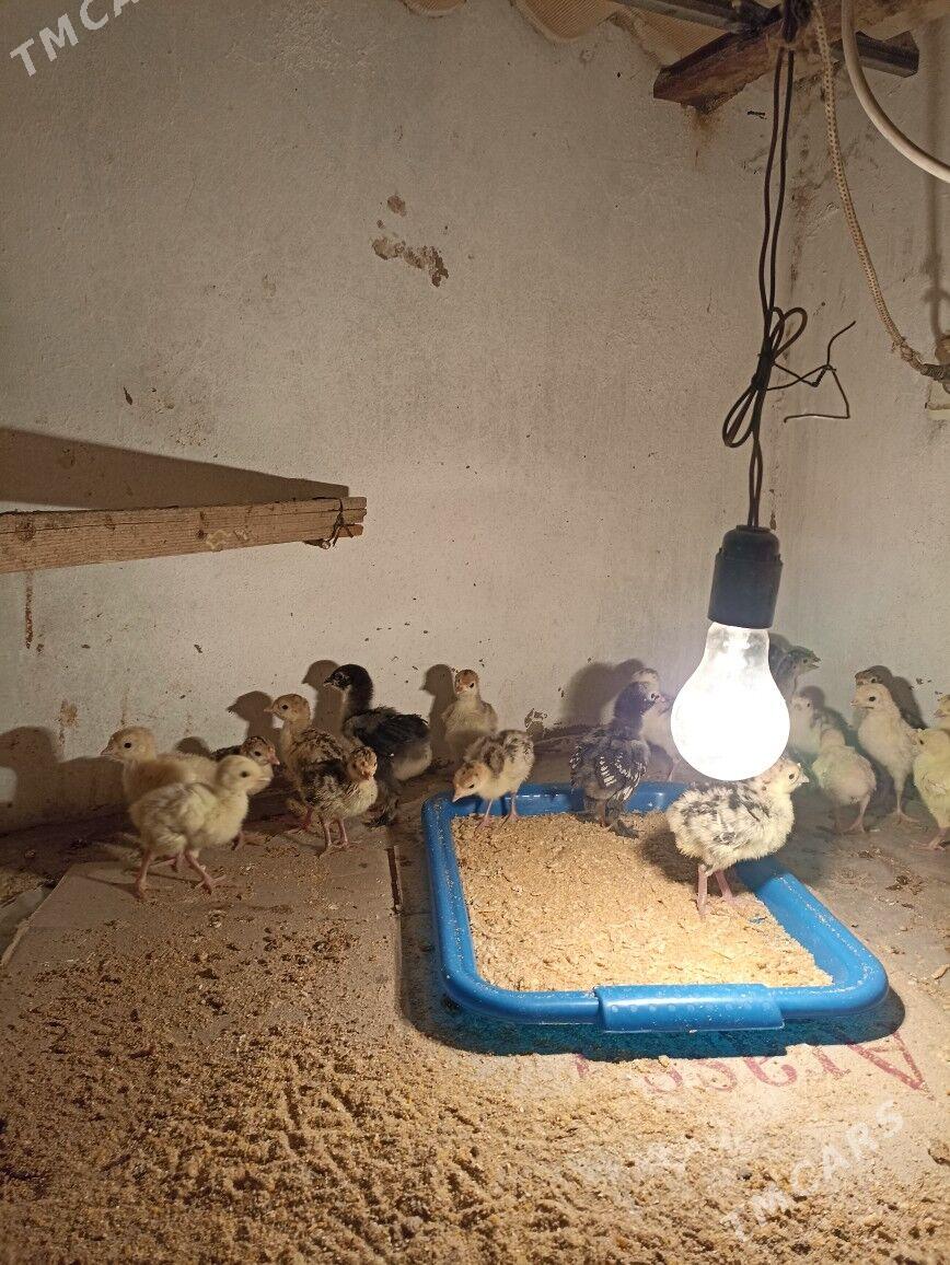 induk jüýje - Mary - img 2