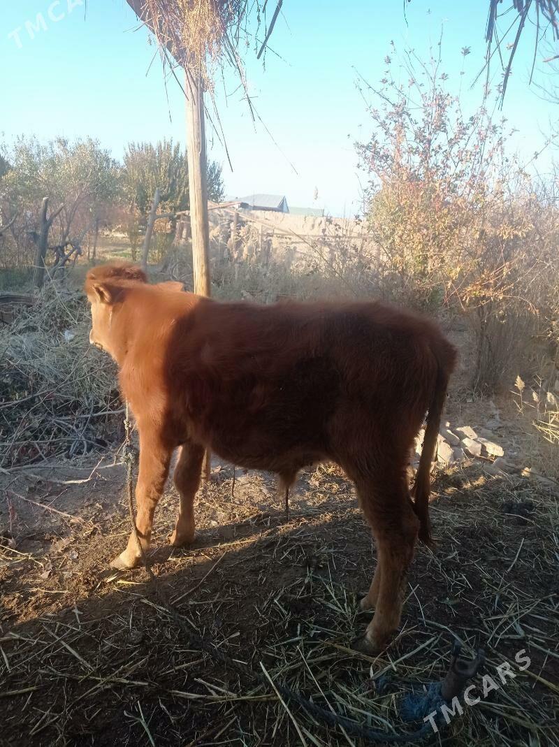 öküz - Farap - img 4