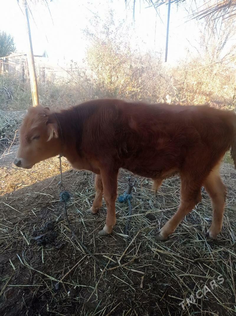 öküz - Farap - img 2