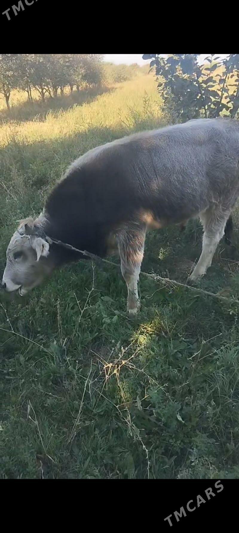 SATLYK OKUZ - Bäherden - img 2