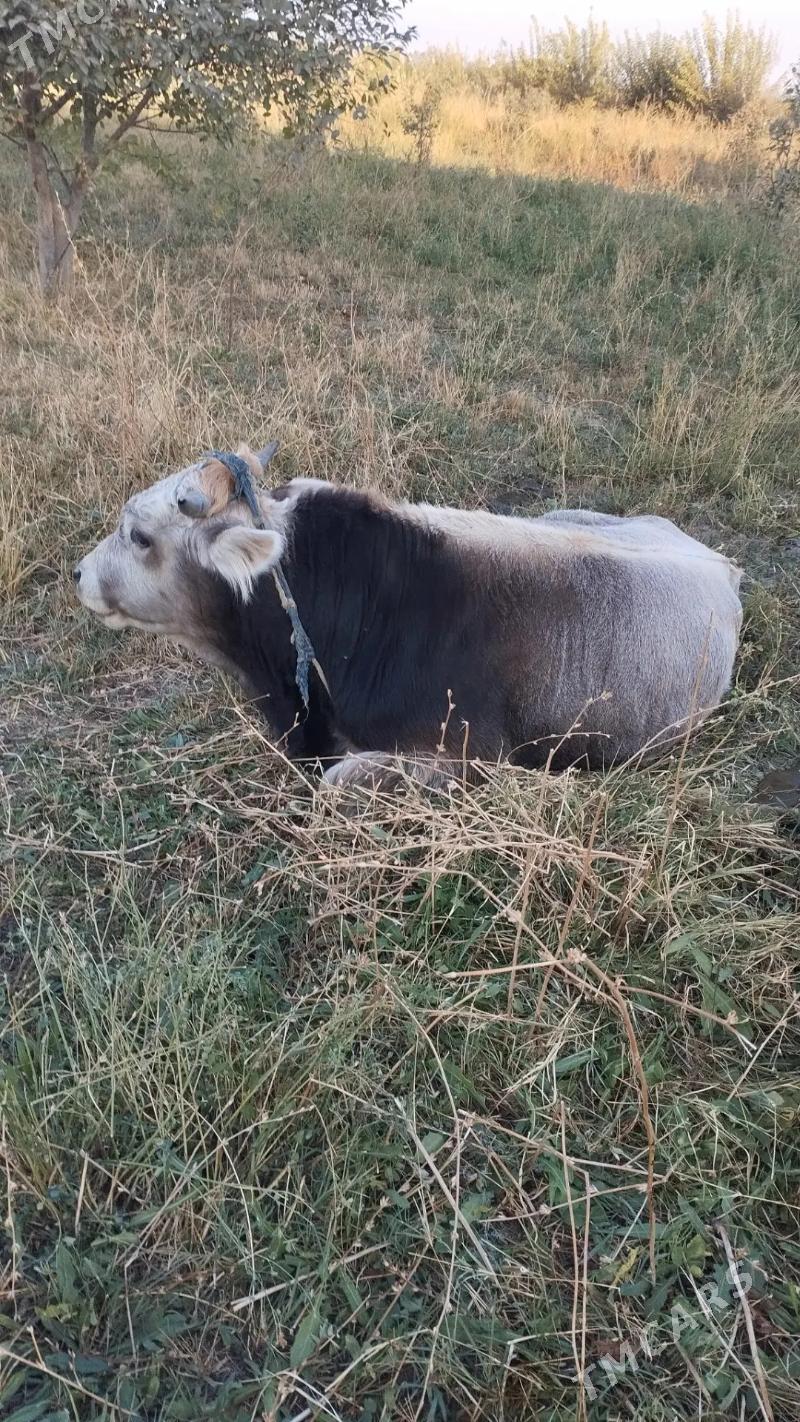 SATLYK OKUZ - Bäherden - img 3