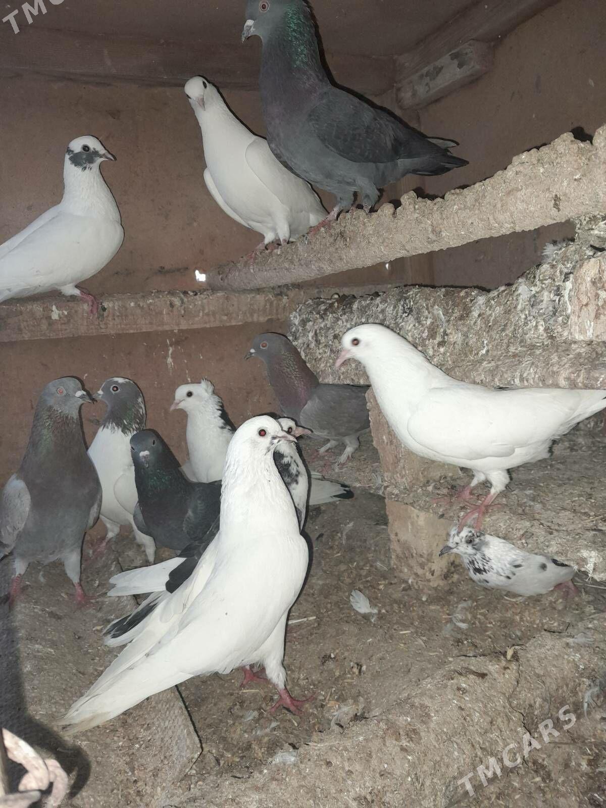 Ak kepderi - Сакарчага - img 2