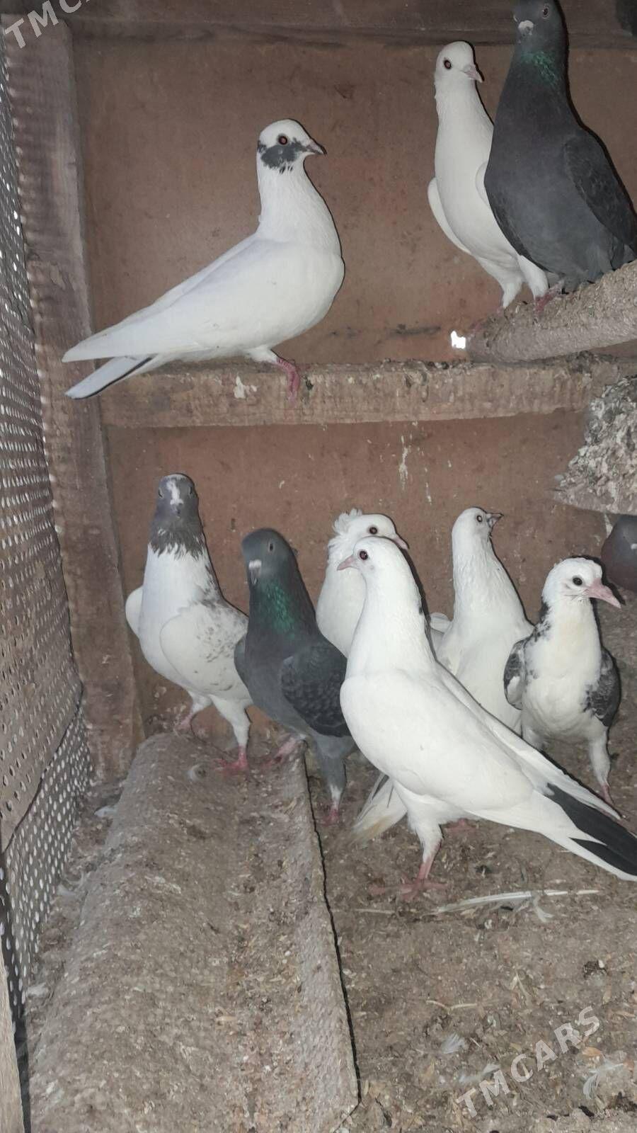 Ak kepderi - Сакарчага - img 3