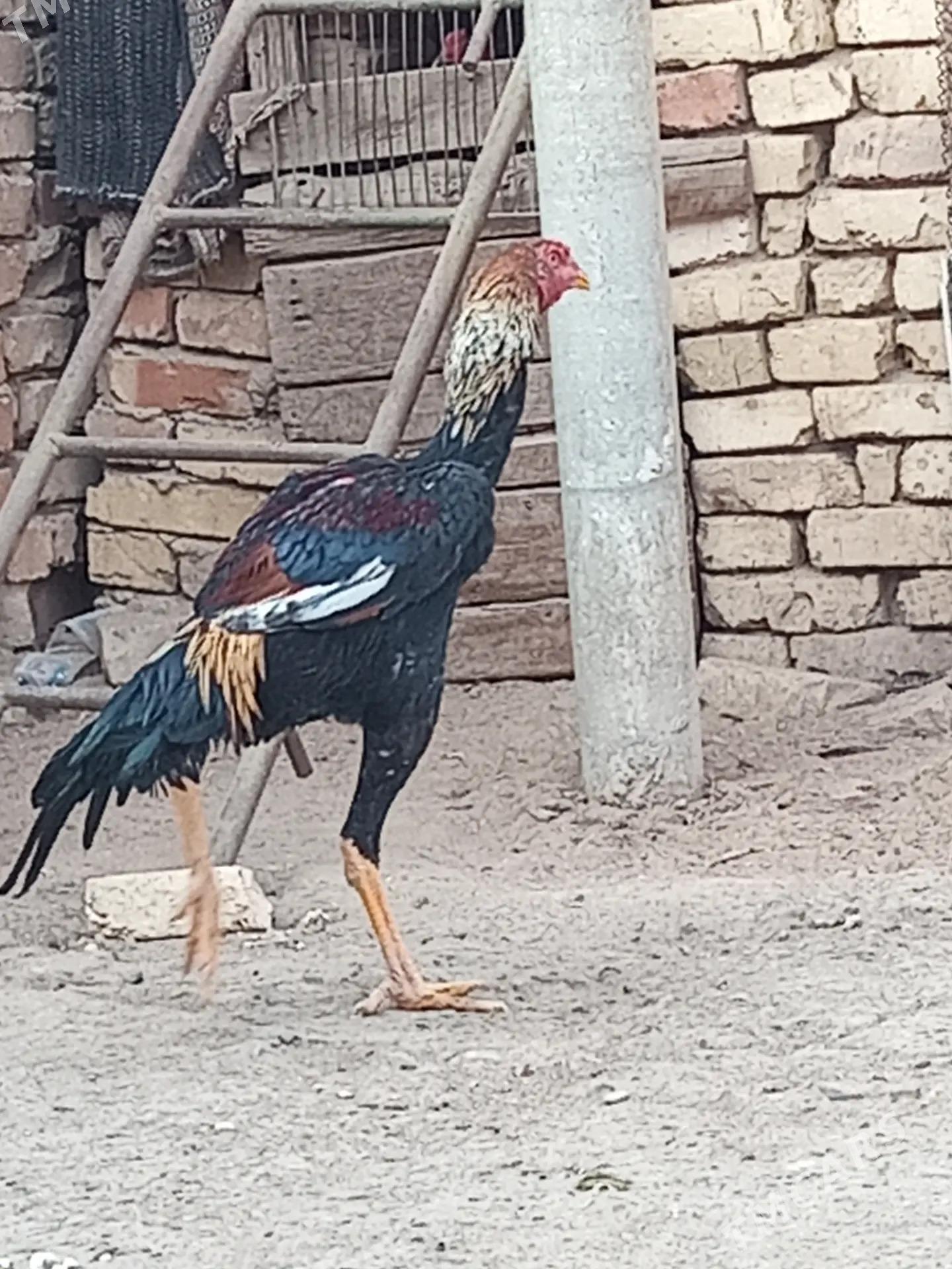 Baysok horaz - Mary - img 5