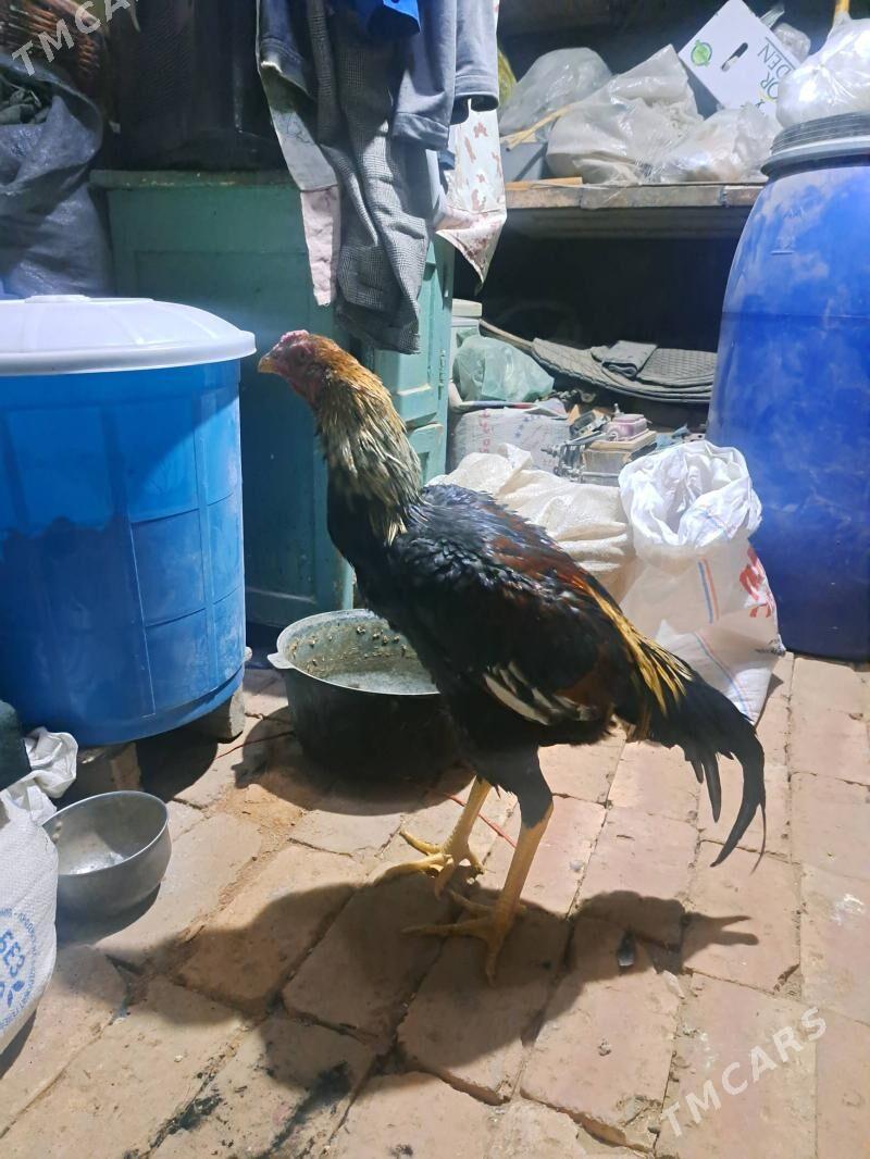 Baysok horaz - Mary - img 4