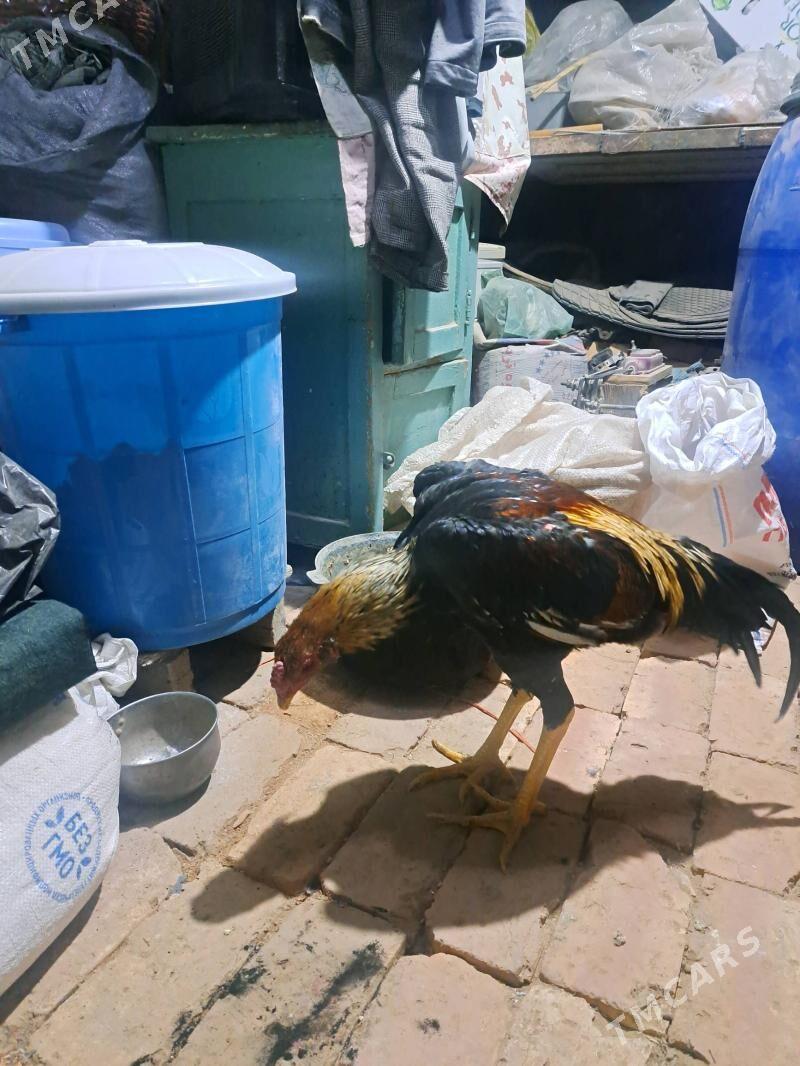 Baysok horaz - Mary - img 3