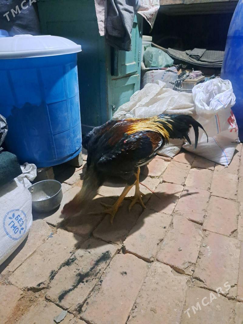 Baysok horaz - Mary - img 2