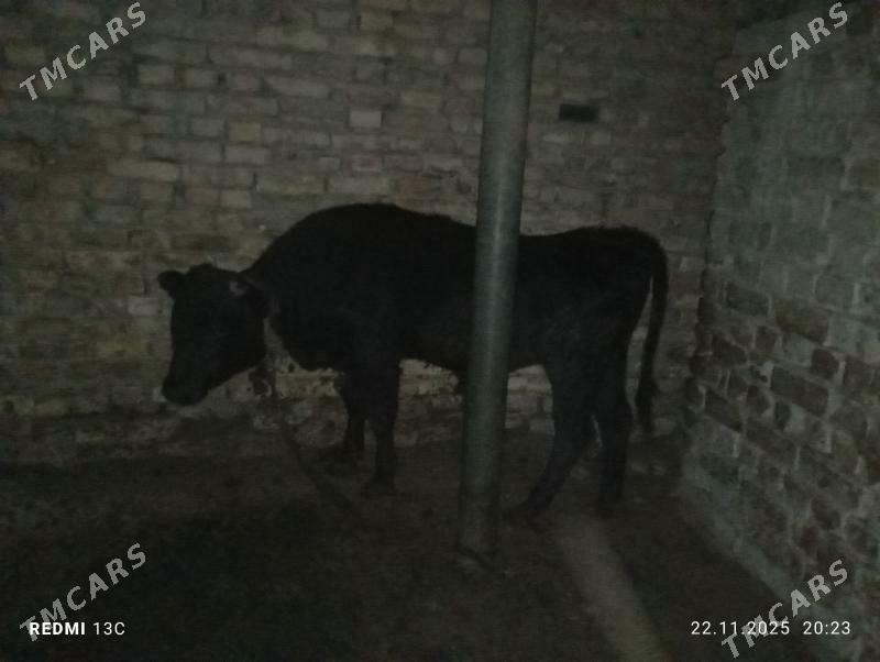 ökuz - Мары - img 3