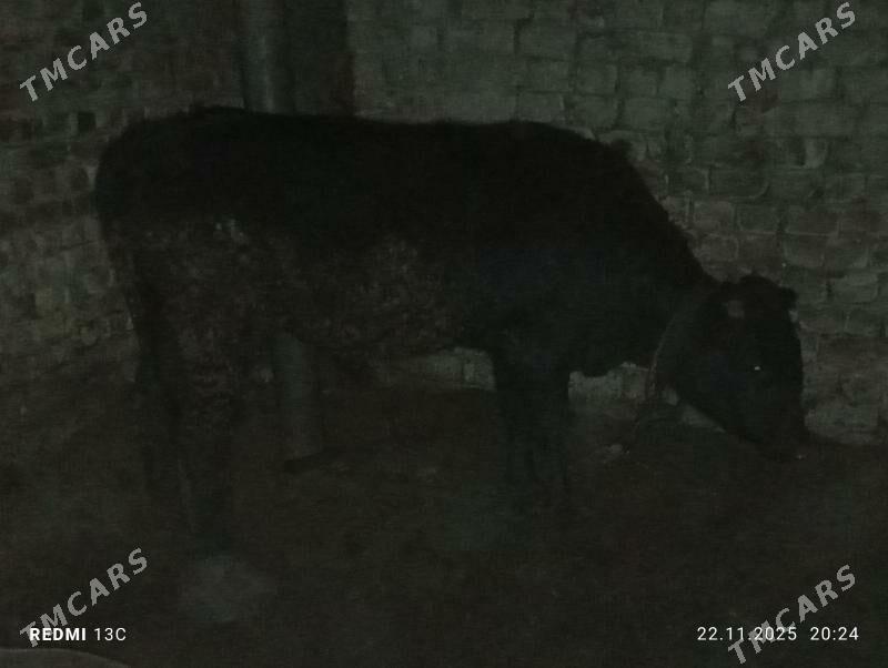 ökuz - Мары - img 2