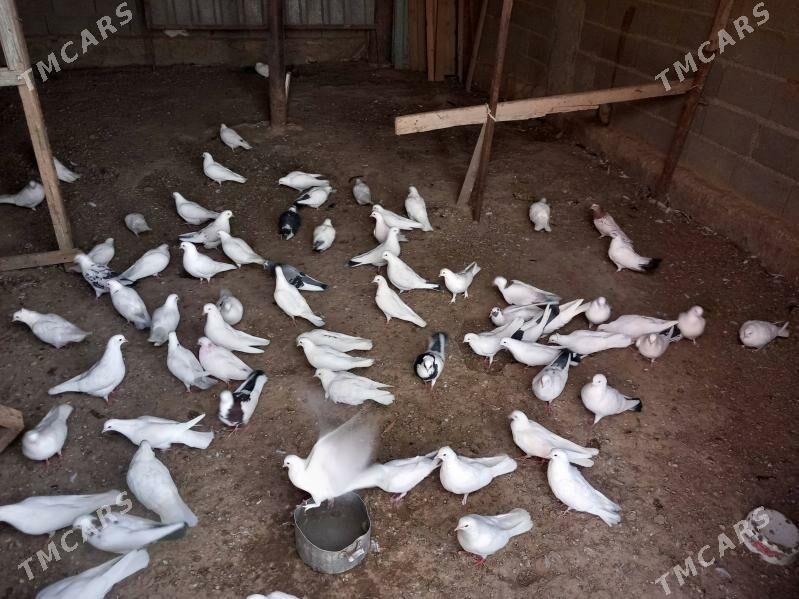 Kepderi - Берекет - img 2