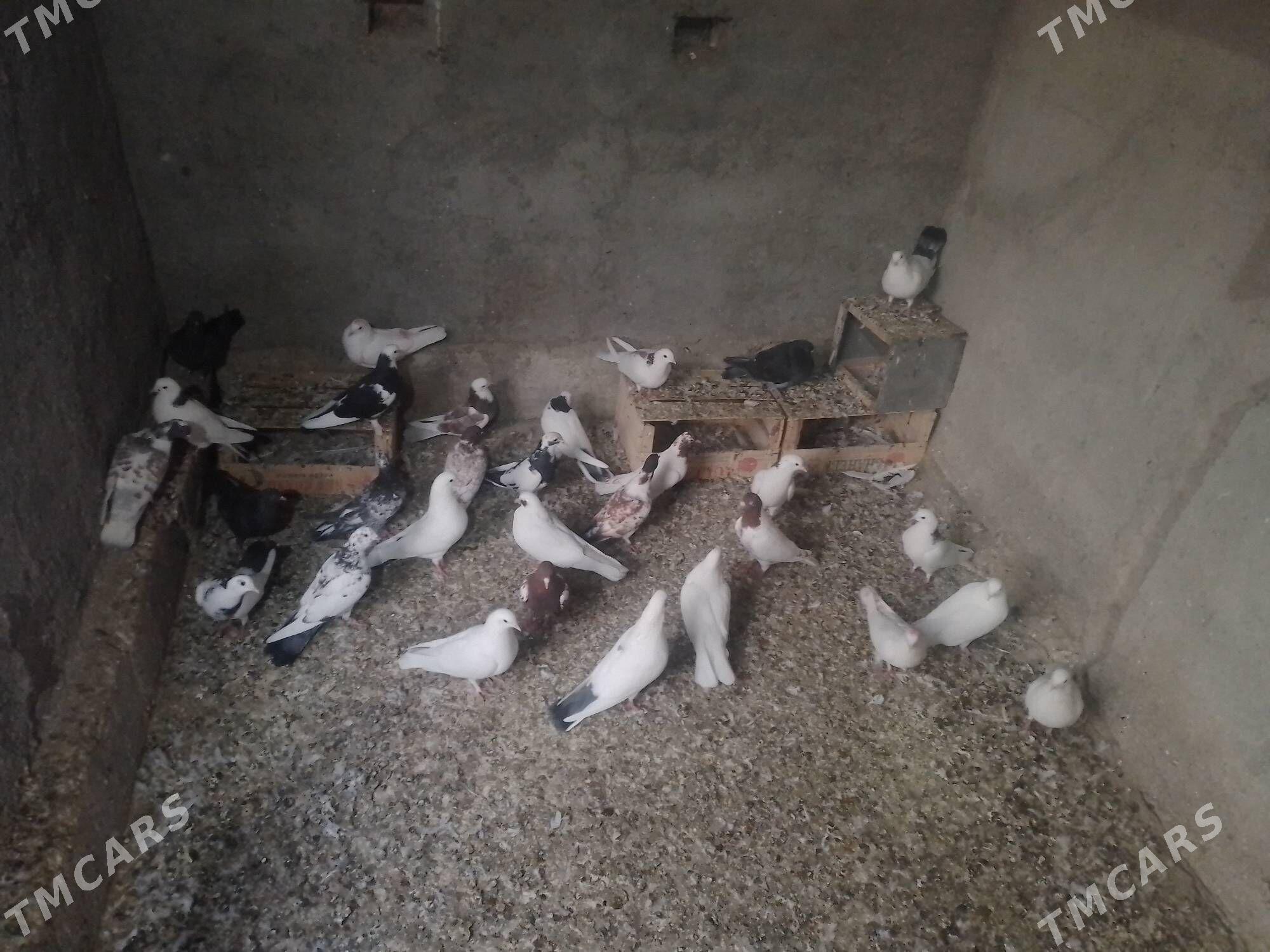 Kepderi - Берекет - img 4