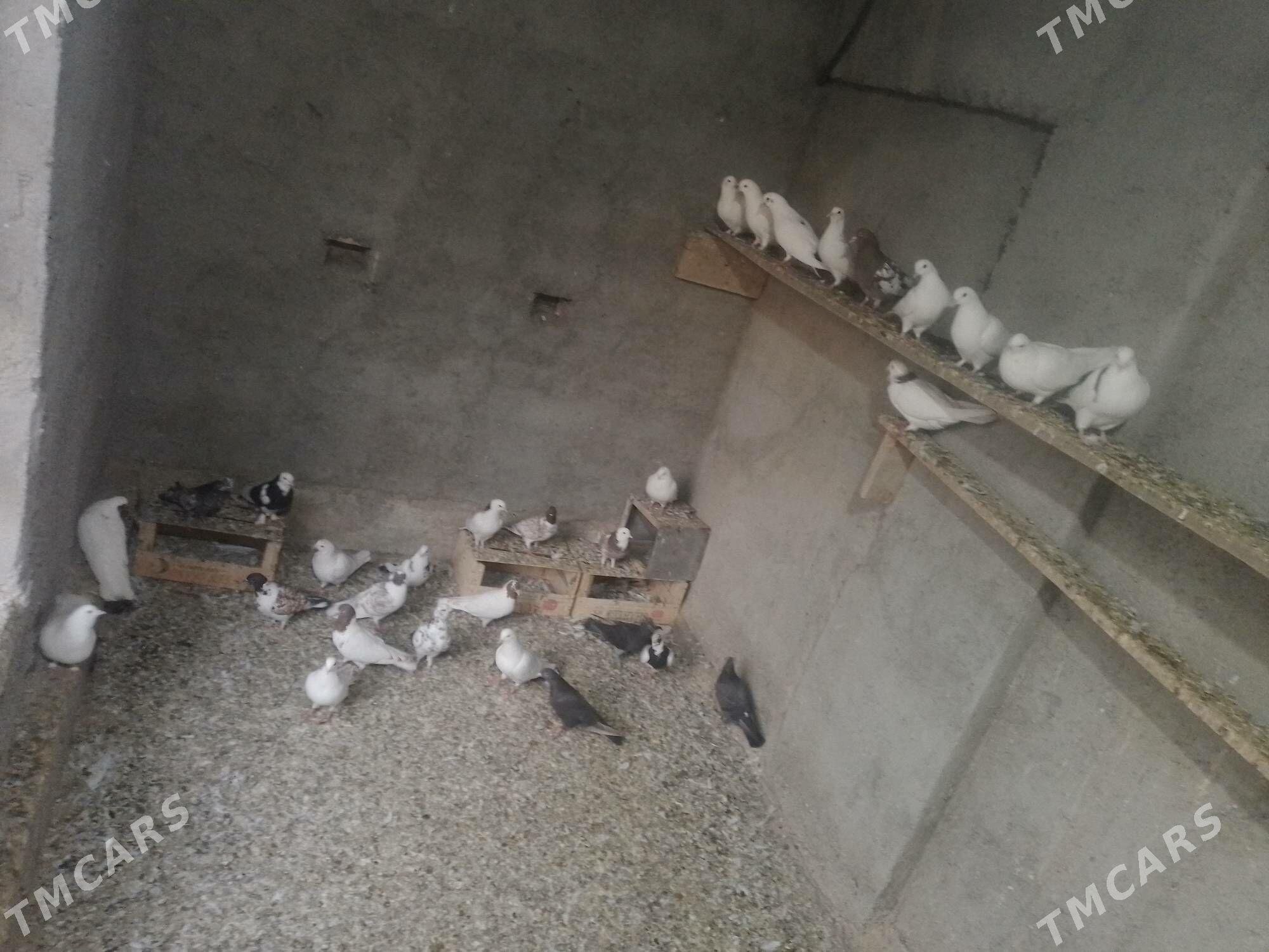 Kepderi - Берекет - img 3