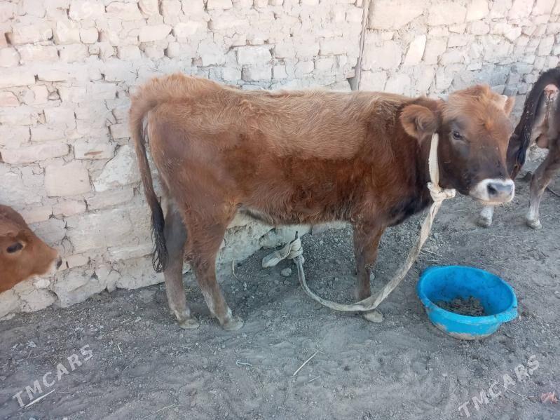 Tuwe - Гызыларбат - img 2