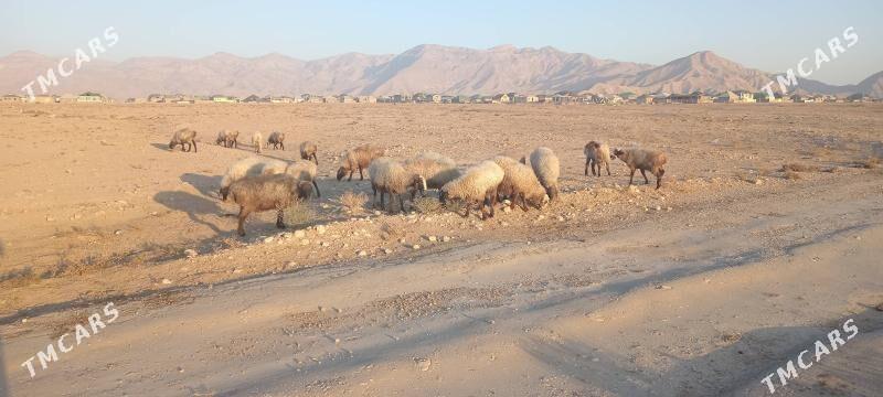 Гоюн - Балканабат - img 2