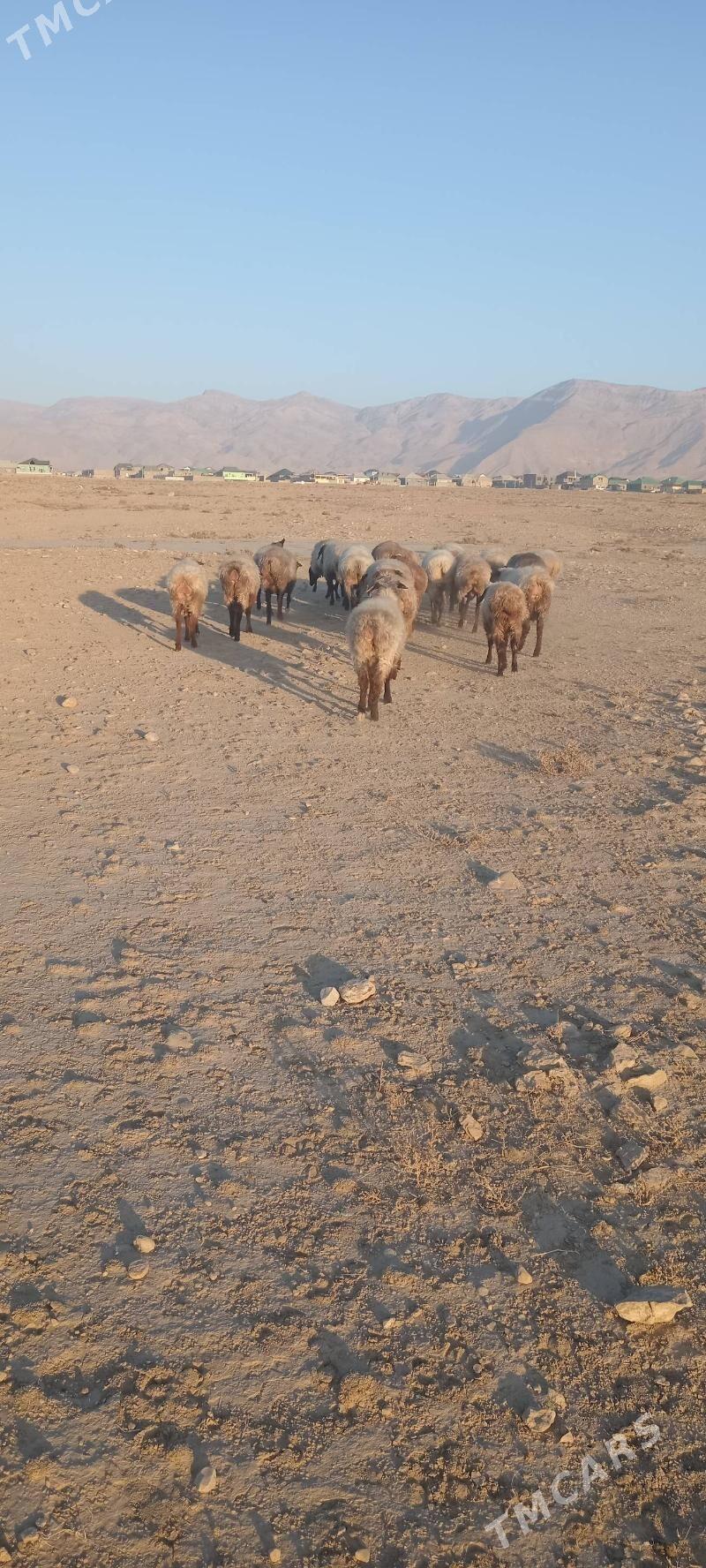 Гоюн - Балканабат - img 1