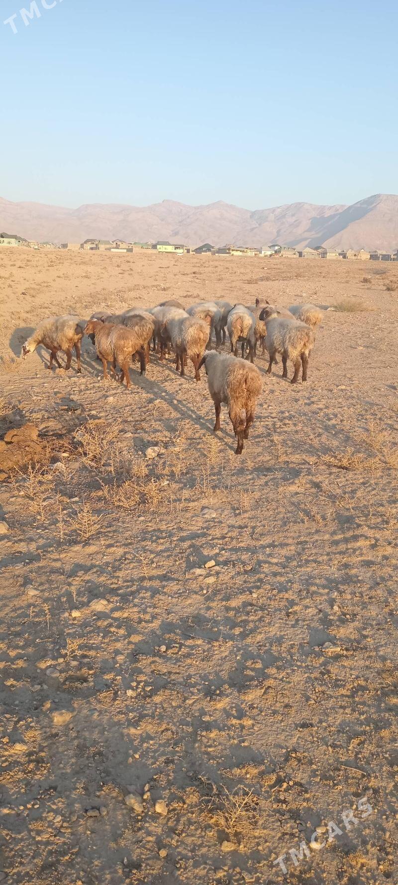 Гоюн - Балканабат - img 3