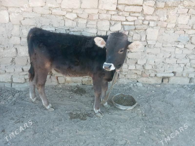 okuz - Gyzylarbat - img 2