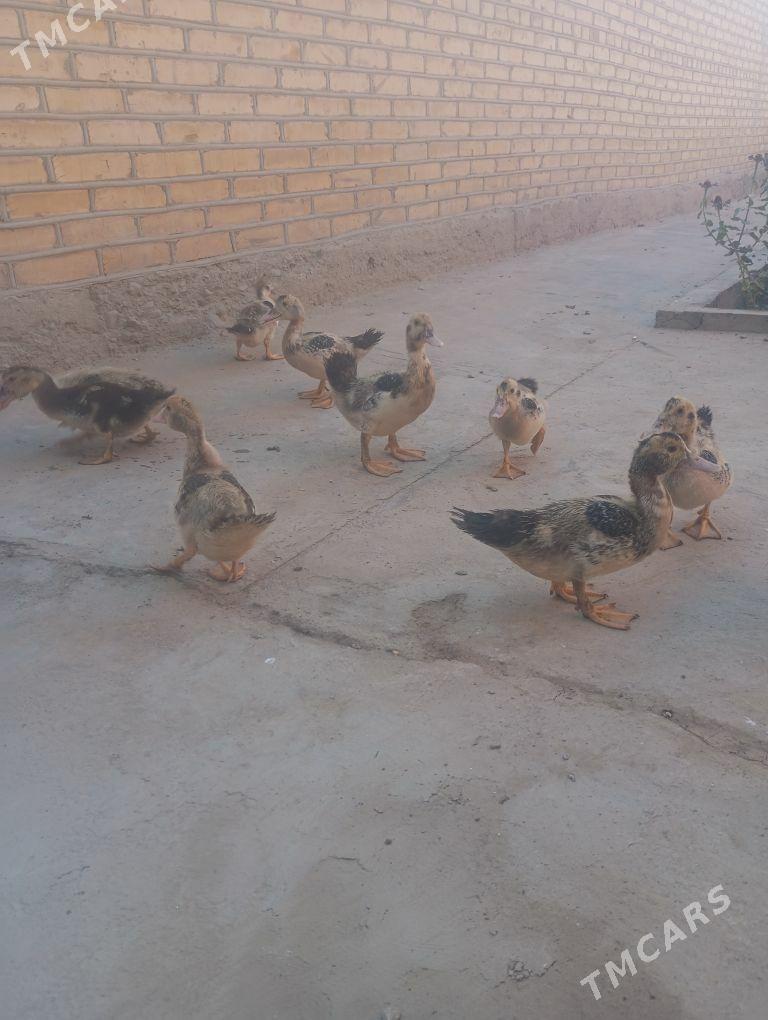 indowutka jujeleri - Сакарчага - img 1