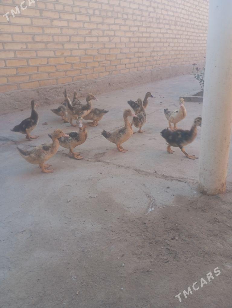 indowutka jujeleri - Сакарчага - img 2