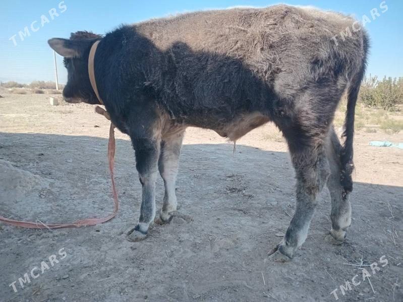 okuzce - Гызыларбат - img 2