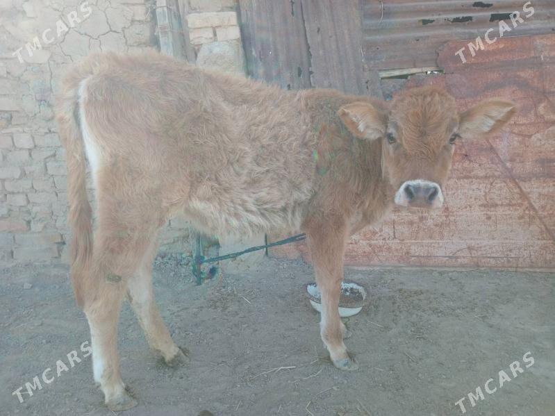 tuwe - Gyzylarbat - img 2