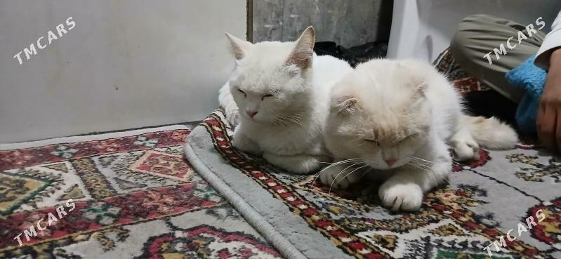 шатланская кошка - Туркменабат - img 3