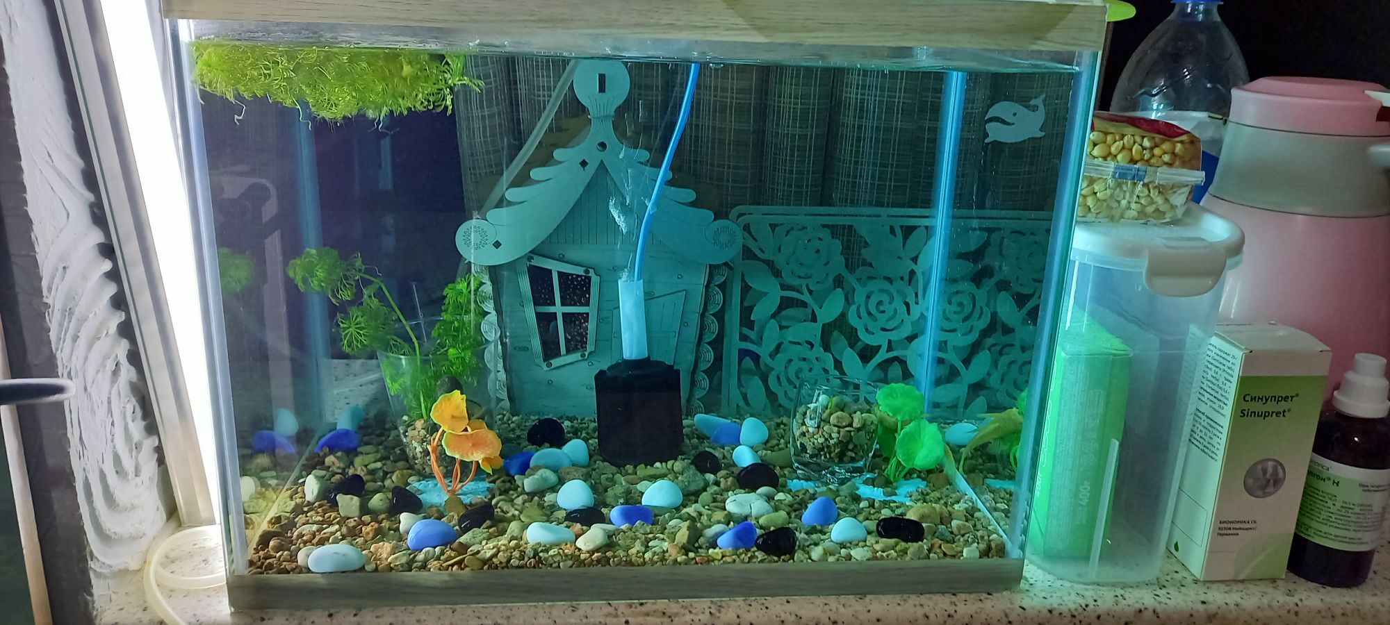 Аквариумные рыбки-сомики - Aşgabat - img 3