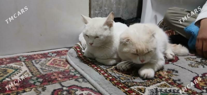 шатланская кошка - Туркменабат - img 2