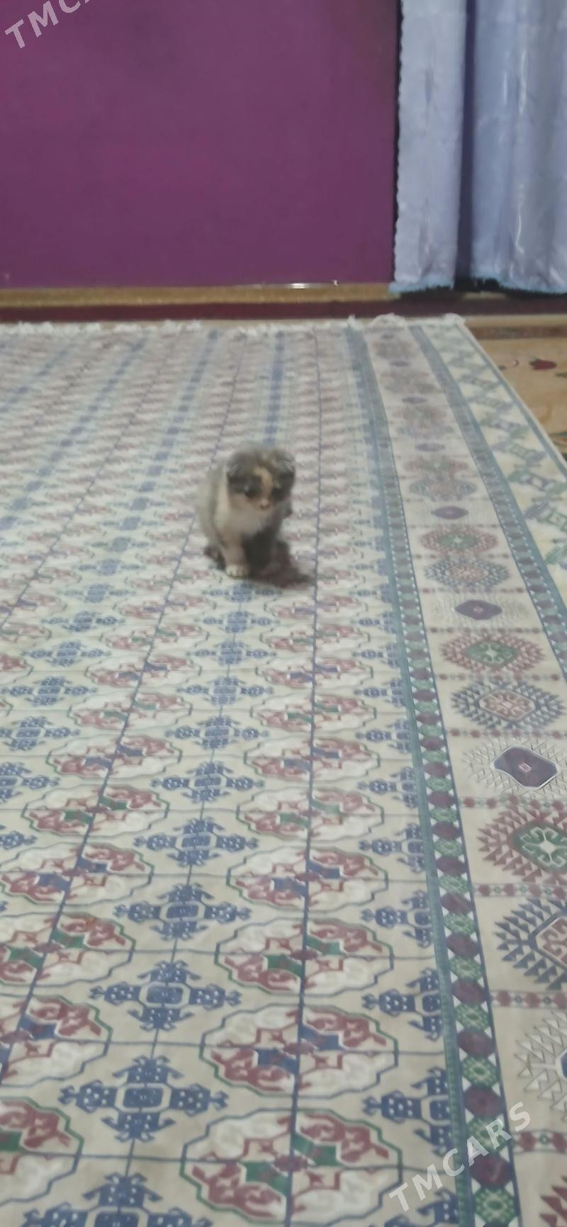 шатланская кошка - Туркменабат - img 4