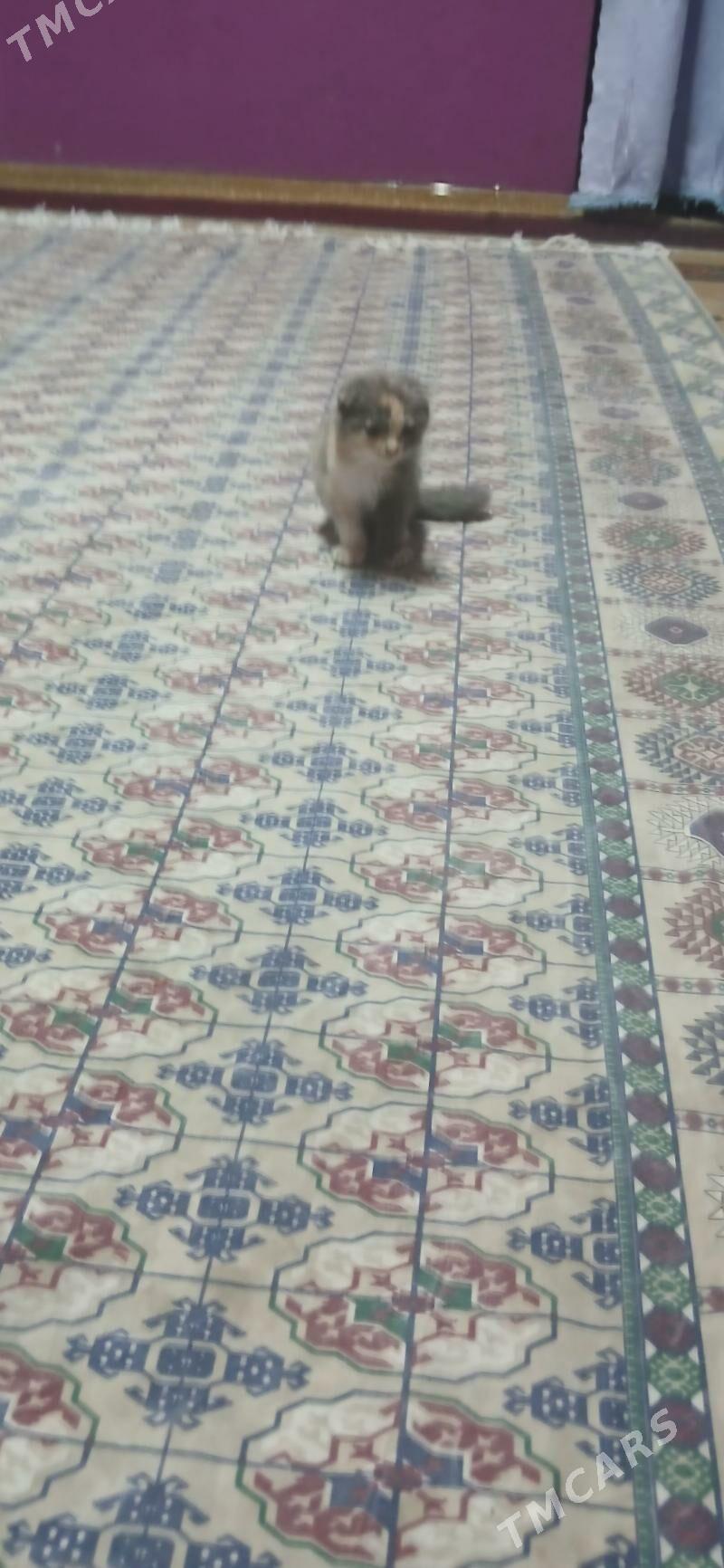 шатланская кошка - Туркменабат - img 5