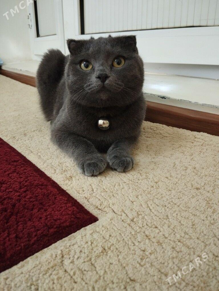 paroda vislauhi pişik - Mary - img 6