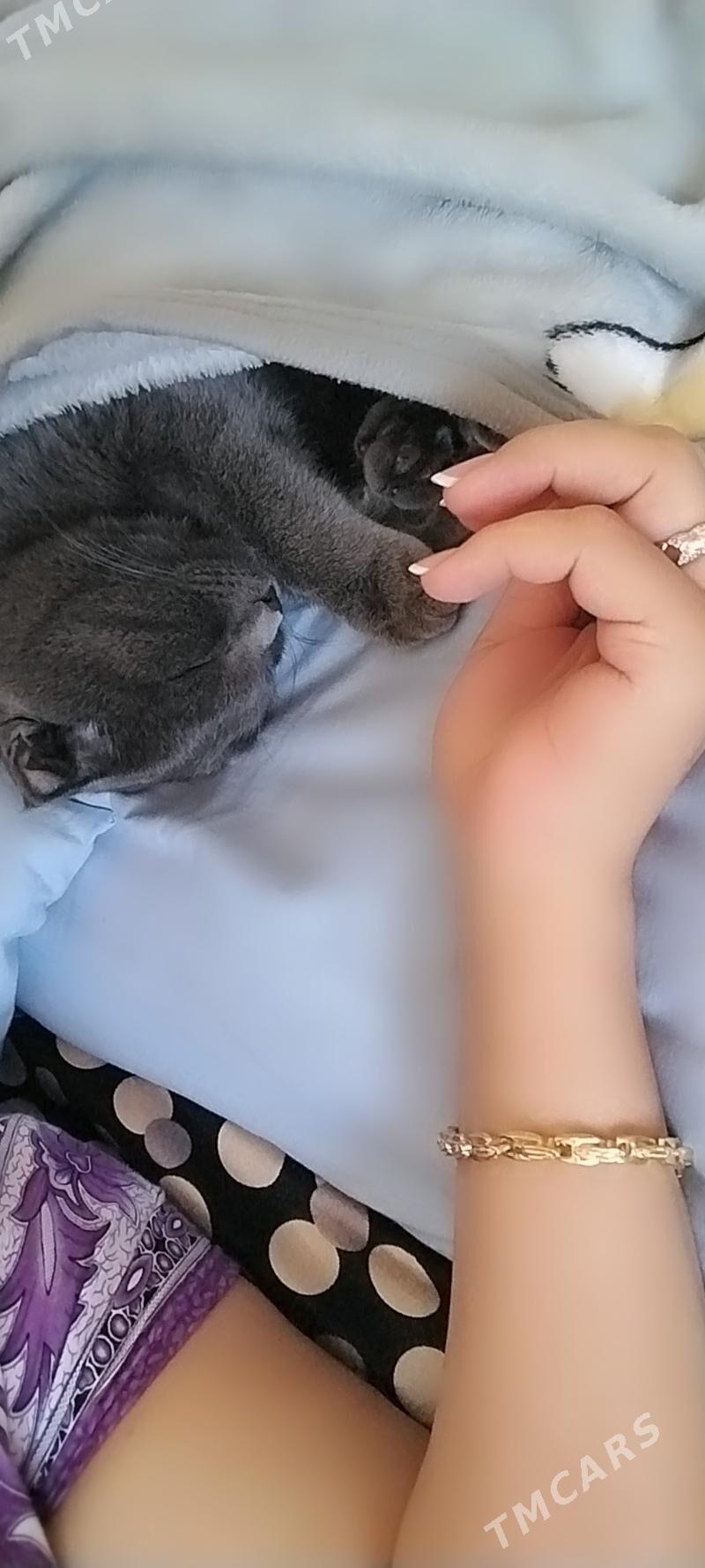 paroda vislauhi pişik - Mary - img 7