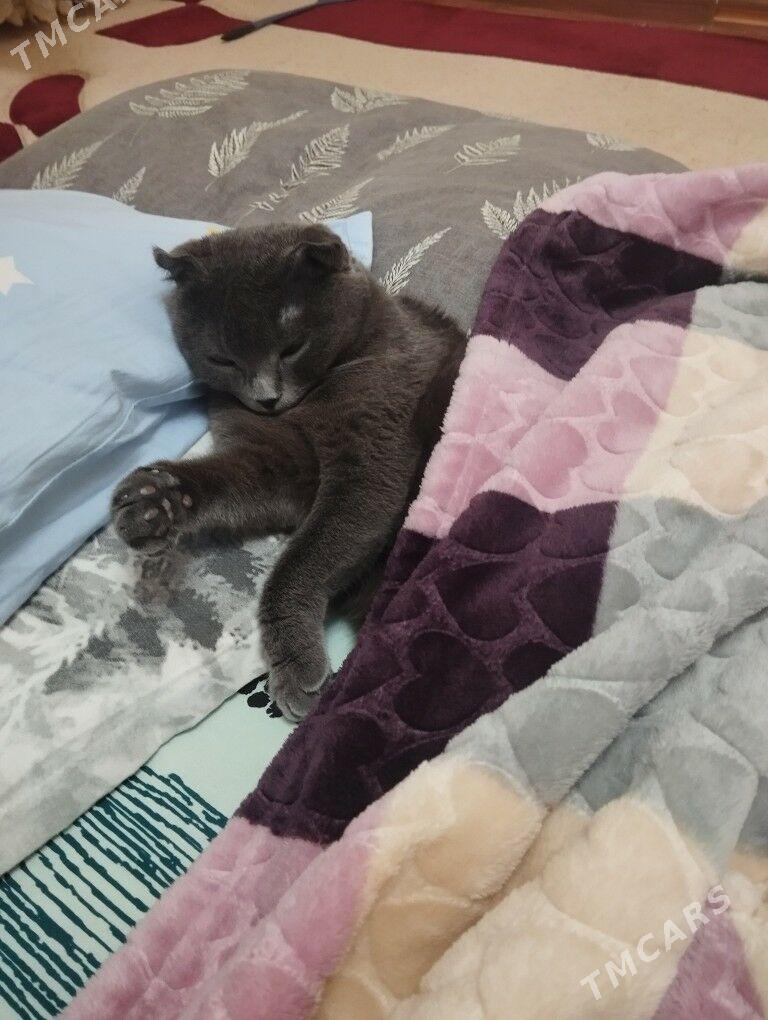 paroda vislauhi pişik - Mary - img 2