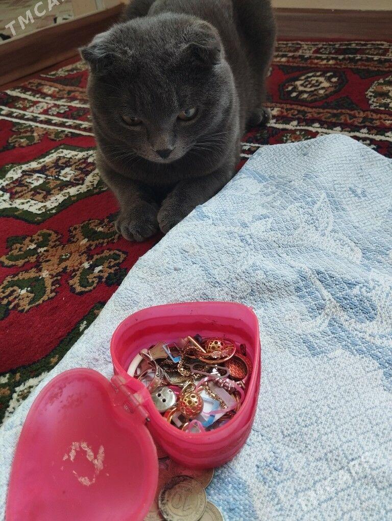 paroda vislauhi pişik - Mary - img 5