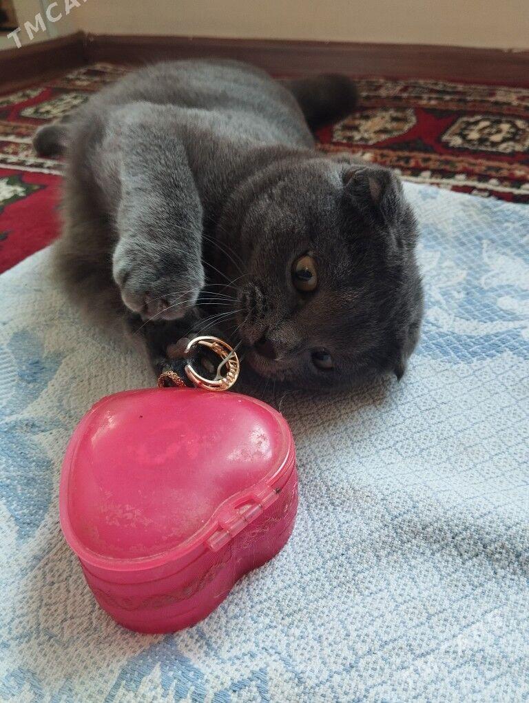 paroda vislauhi pişik - Mary - img 4