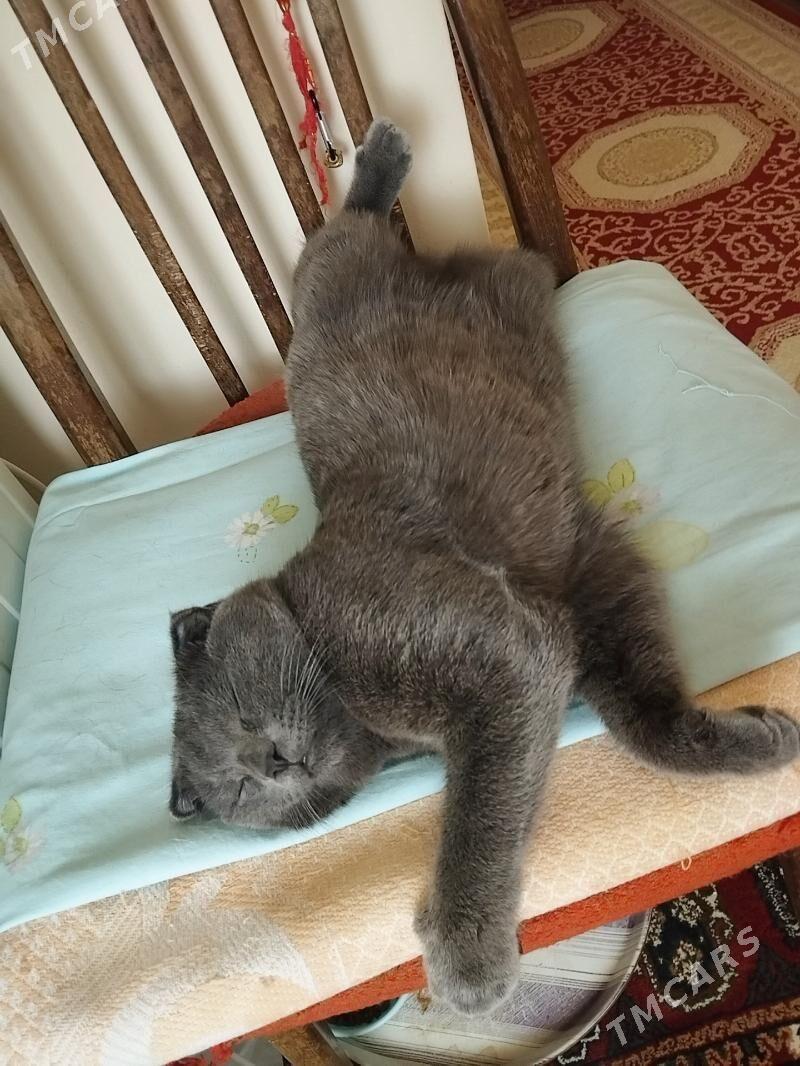 paroda vislauhi pişik - Mary - img 8