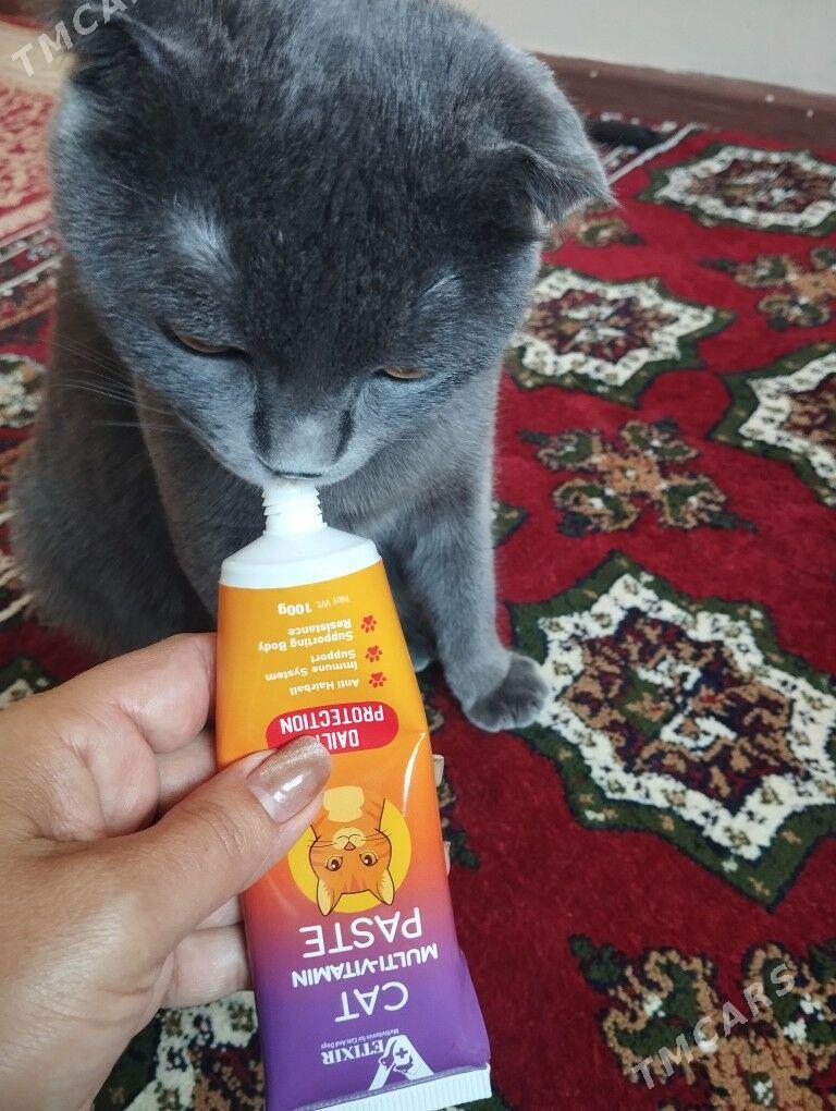 paroda vislauhi pişik - Mary - img 3