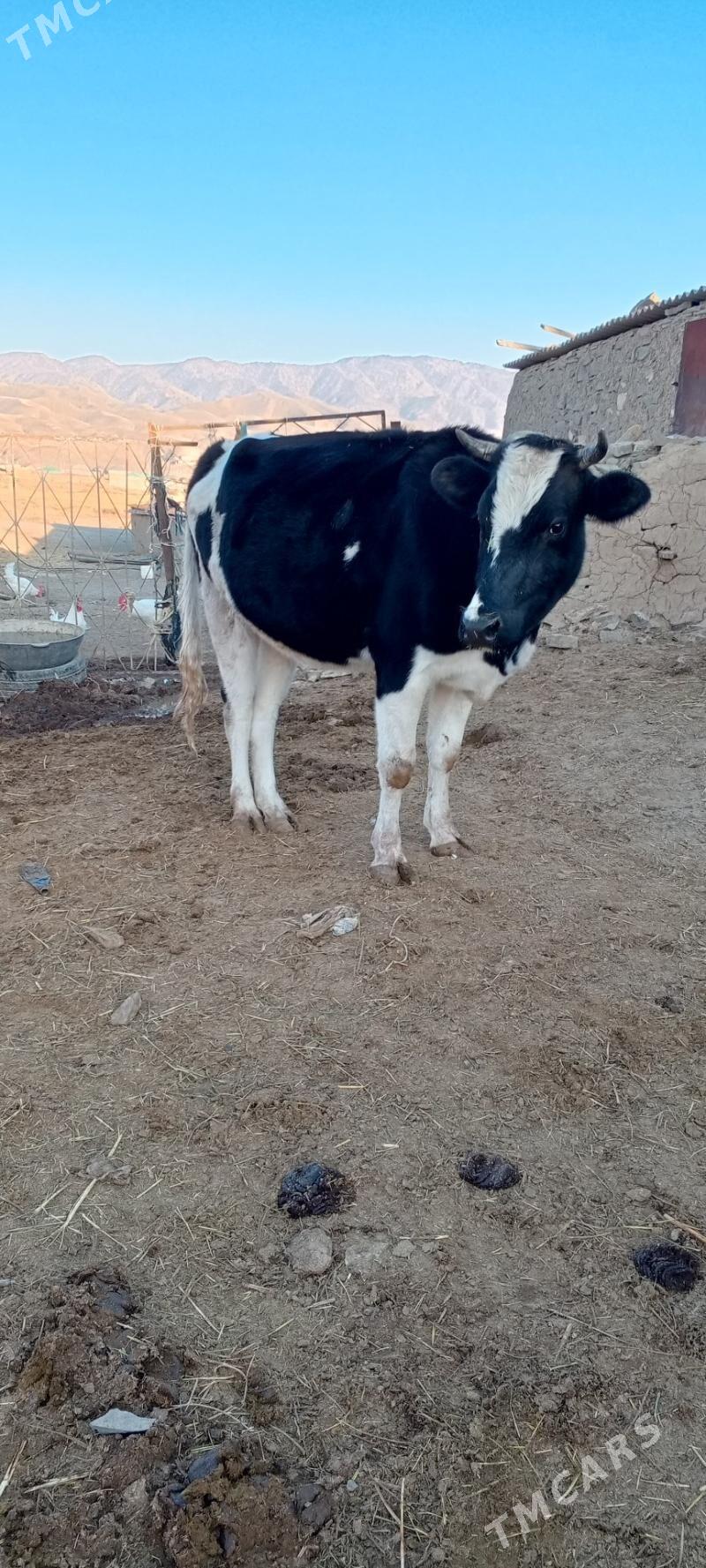 sygyr we tuwe - Бахарден - img 3