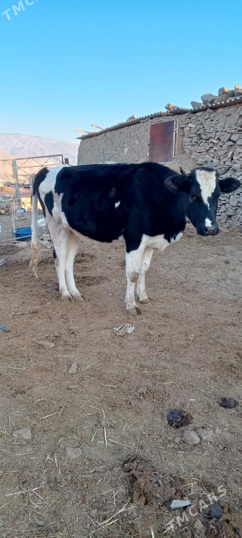 sygyr we tuwe - Бахарден - img 1