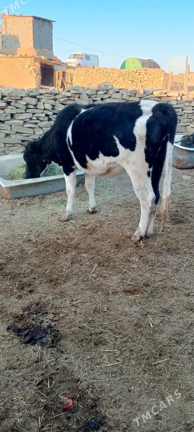 sygyr we tuwe - Бахарден - img 2