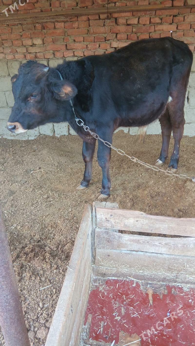 tohum öküz - Bäherden - img 2